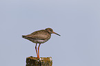 common redshank