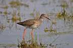 common redshank