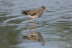 redshank