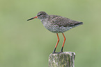 common redshank