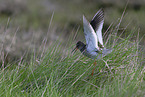 common redshank