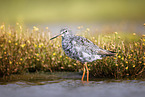 redshank