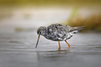 redshank