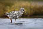 redshank