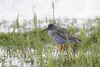 common redshank