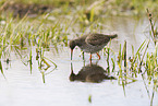 common redshank