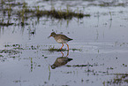 common redshank