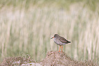 common redshank