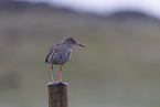 common redshank