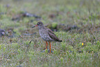 common redshank