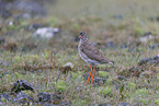 common redshank