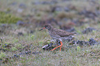 common redshank