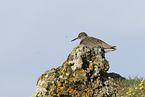 common redshank