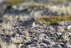 common redshank