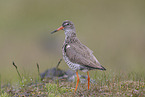 common redshank