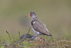 common redshank