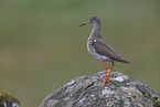 common redshank