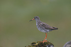 common redshank