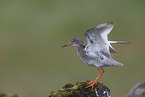 common redshank