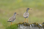 common redshank