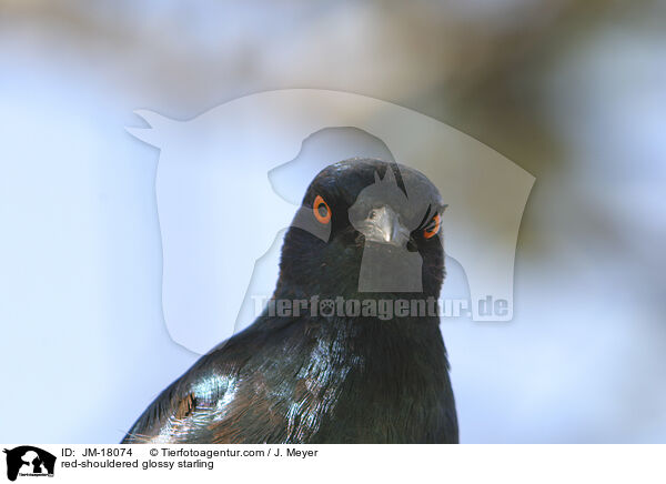 red-shouldered glossy starling / JM-18074