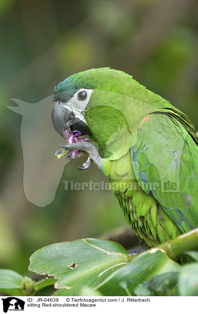 sitzender Blaustirn-Zwergara / sitting Red-shouldered Macaw / JR-04639