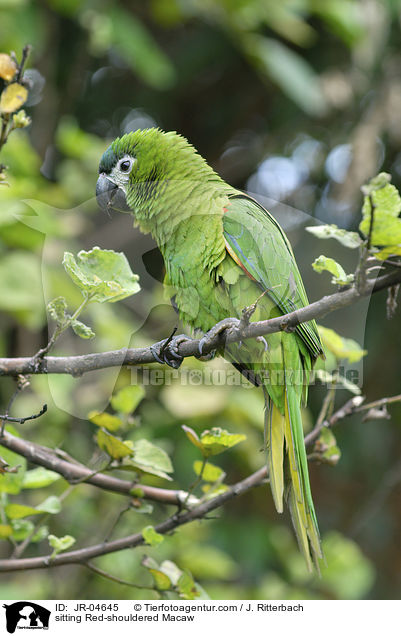 sitzender Blaustirn-Zwergara / sitting Red-shouldered Macaw / JR-04645