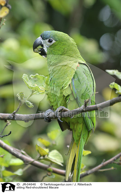 sitzender Blaustirn-Zwergara / sitting Red-shouldered Macaw / JR-04646