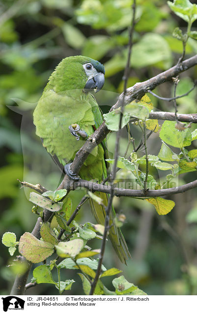 sitting Red-shouldered Macaw / JR-04651