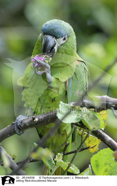 sitzender Blaustirn-Zwergara / sitting Red-shouldered Macaw / JR-04656