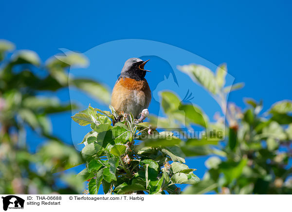 sitting Redstart / THA-06688