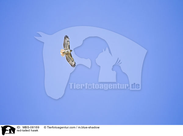 red-tailed hawk / MBS-08169