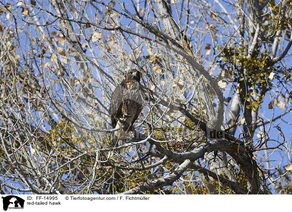 Rotschwanzbussard / red-tailed hawk / FF-14995