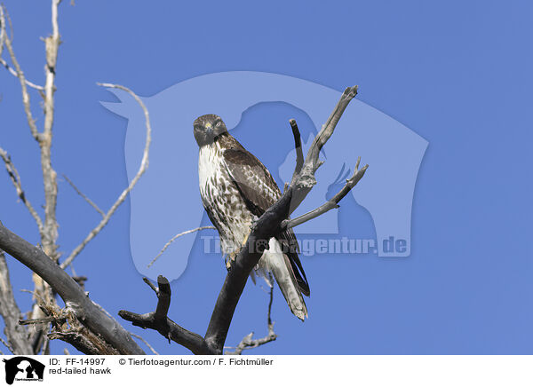 Rotschwanzbussard / red-tailed hawk / FF-14997