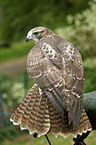 Canadian red-tailed hawk