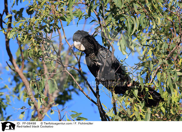 Banks-Rabenkakadu / Red-tailed black Cockatoo / FF-08498