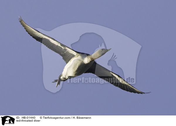 Sterntaucher / red-throated diver / HB-01440