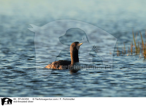 Sterntaucher / red-throated diver / FF-04350