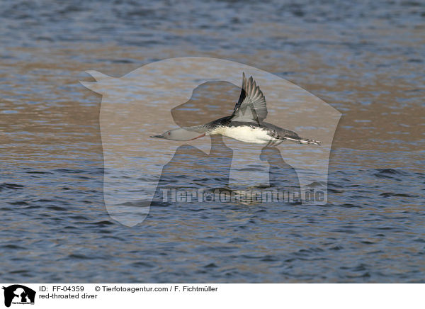 Sterntaucher / red-throated diver / FF-04359