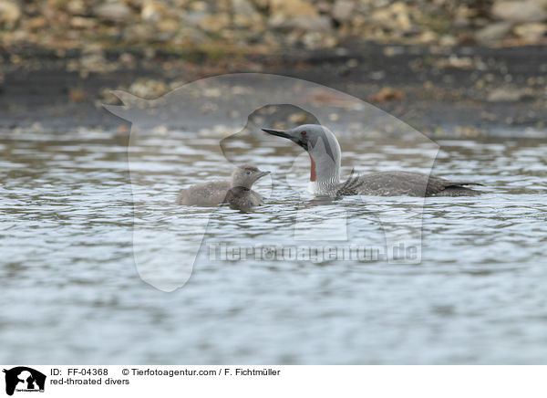 Sterntaucher / red-throated divers / FF-04368