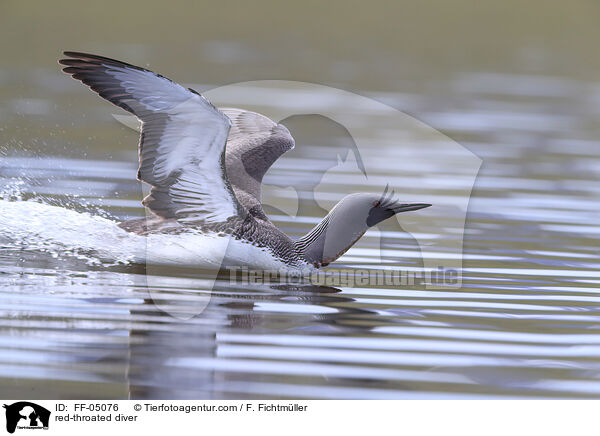 Sterntaucher / red-throated diver / FF-05076