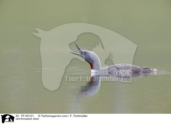 Sterntaucher / red-throated diver / FF-05101