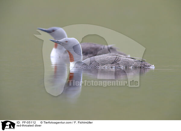 Sterntaucher / red-throated diver / FF-05112