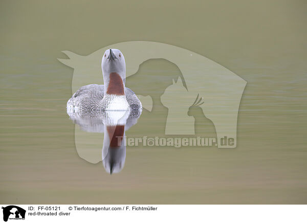 Sterntaucher / red-throated diver / FF-05121