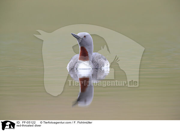 Sterntaucher / red-throated diver / FF-05122