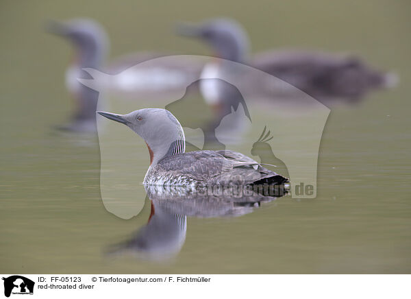 Sterntaucher / red-throated diver / FF-05123