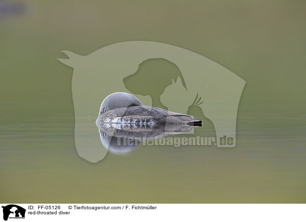 Sterntaucher / red-throated diver / FF-05126