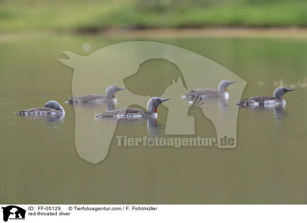 Sterntaucher / red-throated diver / FF-05129