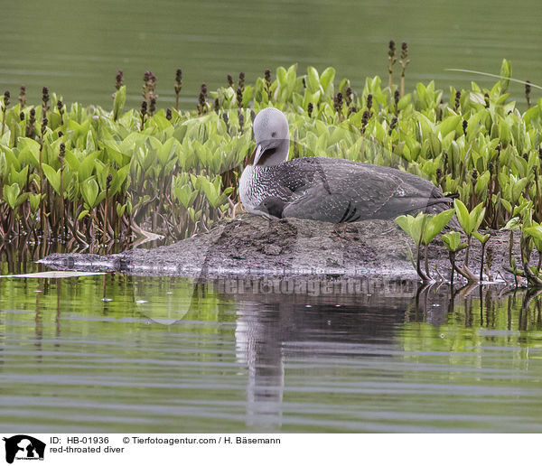 Sterntaucher / red-throated diver / HB-01936