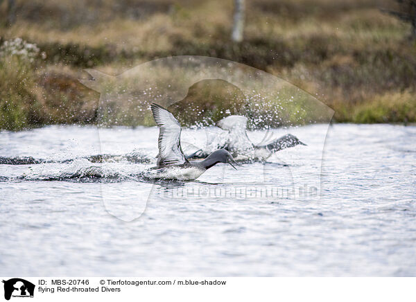 fliegende Sterntaucher / flying Red-throated Divers / MBS-20746